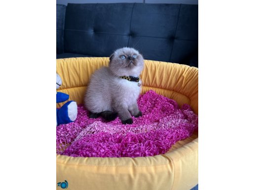 Ayı Kafa Safkan Scottish Fold Çikolata Point 