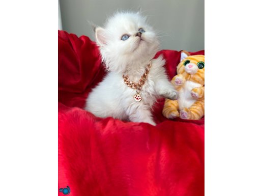 Kaliteli Ayı Kafa Yavrular