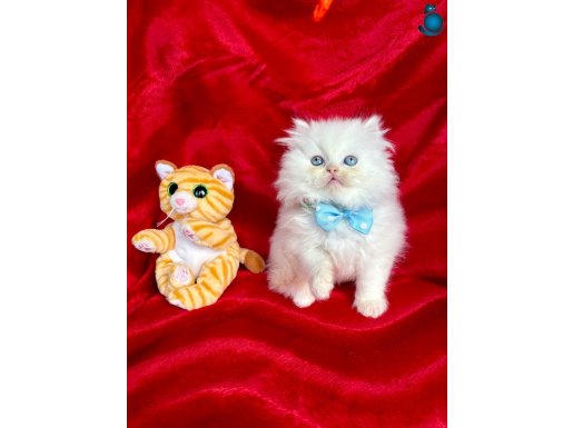 A++ British Longhair Yavrular