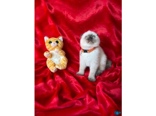 Ayı Kafa Yavru Arayanlara