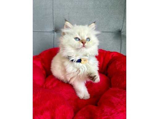 Safkan Secereli Scottish Fold Yavru Arıyorum Diyorsanız