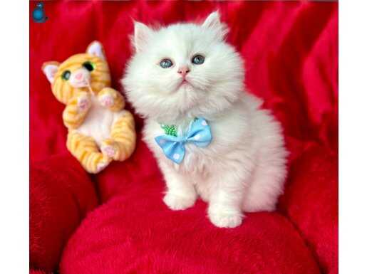 A Kalite British Longhair White Yavrular