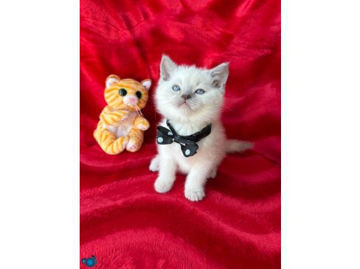 A++ Kaliteli Blue Point-Lynx Point Yavrular