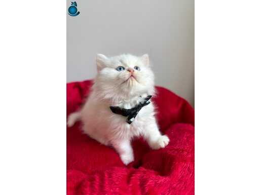 Ev Ortamında Sosyalleşmiş Safkan British Longhair ve Silver Tabby Yavrular