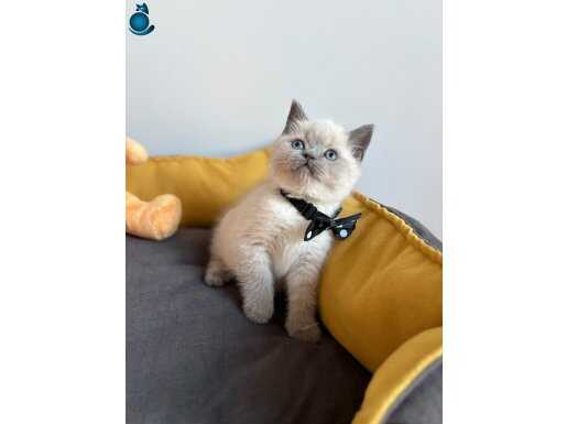 Safkan Blue-Lynx Maskeli British Shorthair Yavruları