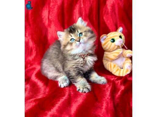 A Kalite Black Golden