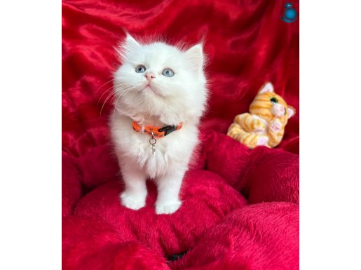 Bembeyaz Longhair Yavrular