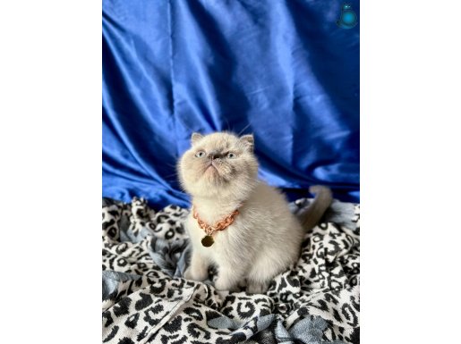 Ayı Kafa Blue Point Erkek Bebek