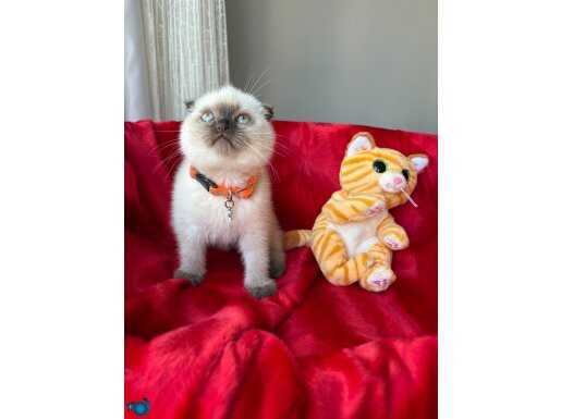 Kaliteli Scottish-British Dişi Yavrular