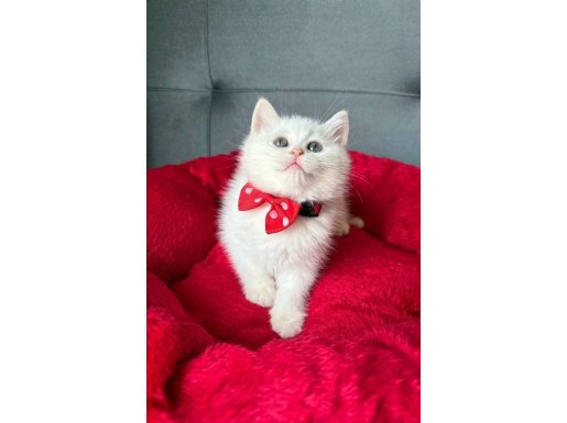 Kar Beyazı Bebekler Geldi