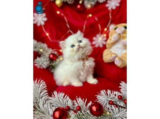 Kaliteli British Longhair Bebekler