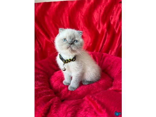 Kaliteli British Yavrular