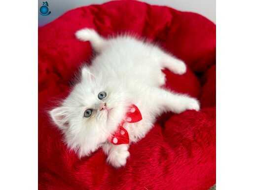 Beyaz Bir Rüya: Evinize Neşe Katacak British Longhair Yavrusu