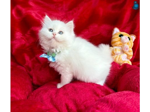 Safkan British Longhair Erkek Yavrular