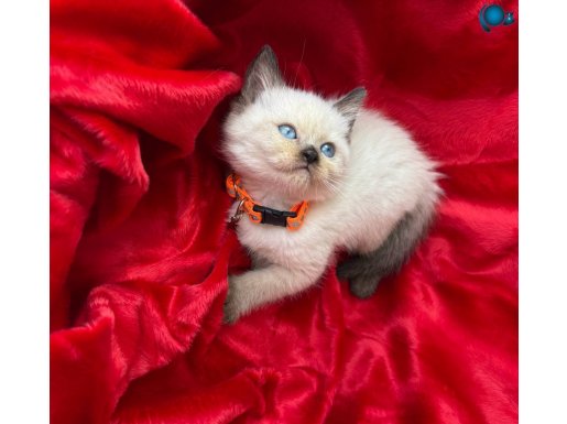 A+++ kaliteli Çikolata Point Yavrular