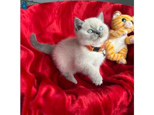 A+++ Kaliteli Blue Point Dişi Yavrular