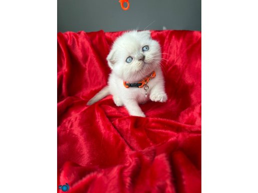 Sıfır Kulak Ayı Kafa Scottish Fold Blue Point Dişi Yavrular