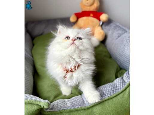 Kar Beyazı British Longhair: Tuvalet Eğitimi Tamamlanmış Oyuncu Yavru