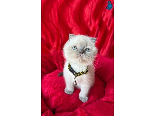 A+++ Kaliteli Panda Surat Blue Point Dişi Erkek Yavrular