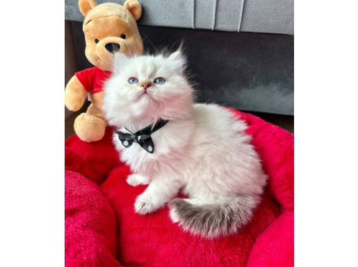 Safkan Scottish Fold Yavru Arayanlara Özel