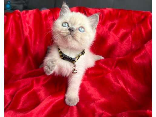 Ev Ortamından Kaliteli Blue-Çikolata Point Yavrular