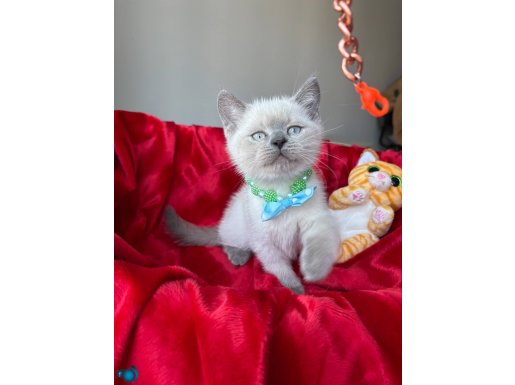 Kaliteli Yavru Arayanlara