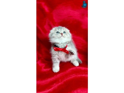 A+++ Kaliteli Silver Yavrular