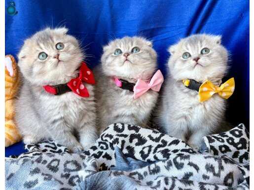 Kaliteli Dişi Yavrular