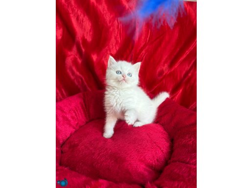 Safkan Ayı Kafa Blue Point ve Beyaz Yavru