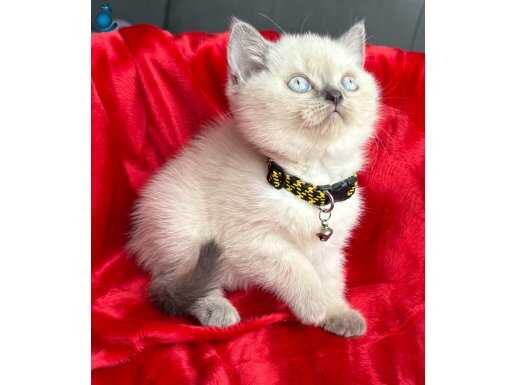 Ev Ortamından Kaliteli Blue Pointler