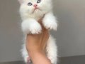 Kaliteli Longhair Bebekler Geldi