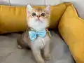 Sağlıklı Golden Silver Arayanlara Özel