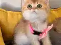 Sağlıklı Golden Silver Arayanlara Özel
