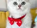 Sağlıklı Golden Silver Arayanlara Özel