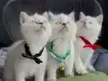 Cana yakın bebek arıyorum diyorsanız