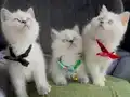 Cana yakın bebek arıyorum diyorsanız
