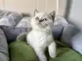 Ayı Kafa Kaliteli Blue Pointler
