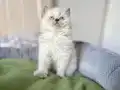 Ayı Kafa Kaliteli Blue Pointler