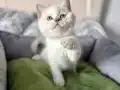 Ayı Kafa Kaliteli Blue Pointler