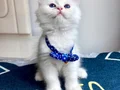 Kaliteli Bebek Arıyorum Diyenlere Doğru Adres