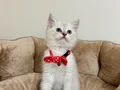 Ayıcık Gibi Bebek Arayanlara Özel