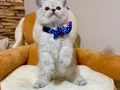 Ayıcık Gibi Bebek Arayanlara Özel