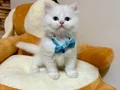 Ayıcık Gibi Bebek Arayanlara Özel
