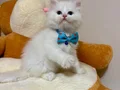 Ayıcık Gibi Bebek Arayanlara Özel