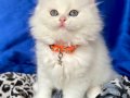 A+++ Kaliteli British Longhair Erkek Yavrular