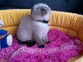 Ayı Kafa Safkan Scottish Fold Çikolata Point 
