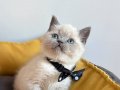 Safkan Blue-Lynx Maskeli British Shorthair Yavruları
