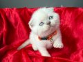 Sıfır Kulak Ayı Kafa Scottish Fold Blue Point Dişi Yavrular
