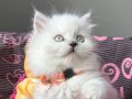 Ev Ortamından Pofuduk Longhair Yavrular