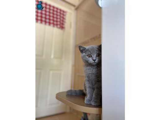 British shorthair kedim 4 aylık dişi
